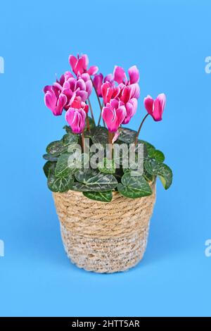 Fiori rosa in fiore 'Cyclamen persicum' in basket pot su sfondo blu Foto Stock