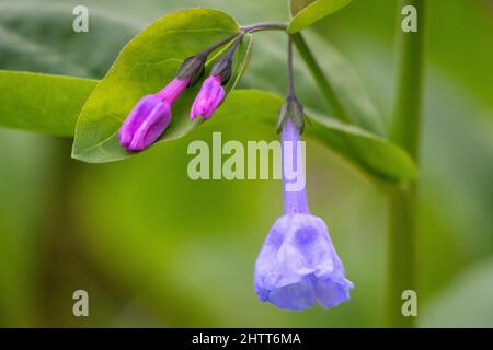 Virginia bluebells cluster con una piena fioritura e due germogli in primavera Foto Stock