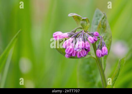 Rosa Virginia bluebells gemme cluster in primavera Foto Stock