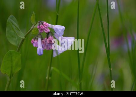 Virginia bluebells cluster con alcune fioritura piena e alcuni germogli in primavera Foto Stock