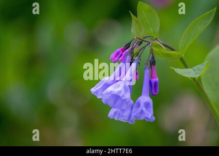 Virginia bluebells cluster con alcune fioritura piena e alcuni germogli in primavera Foto Stock