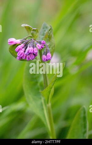 Rosa Virginia bluebells gemme cluster in primavera Foto Stock