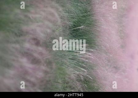 un colpo verticale di erba muhly nella natura Foto Stock