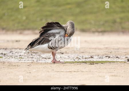 grigio lag oca anser preening e camminare vicino a una podddle di acqua lato isolato da sfondo verde Foto Stock