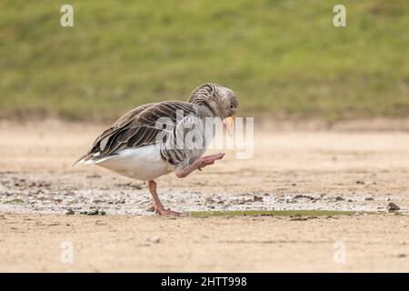 grigio lag oca anser preening e camminare vicino a una podddle di acqua lato isolato da sfondo verde Foto Stock