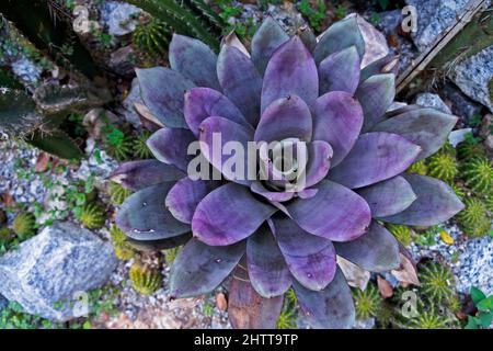 Bromo viola in giardino, Brasile Foto Stock