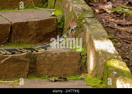 Serpente di pollo nero e giallo della specie Spilotes pullatus Foto Stock