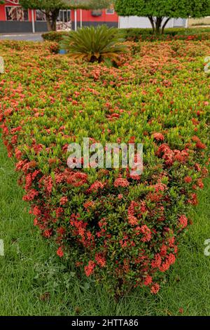 Pianta cinese di Ixora Fiore della specie Ixora chinensis Foto Stock