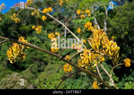 Agave fiori in giardino Foto Stock