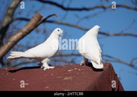 Pace simbolo colombe bianche Foto Stock