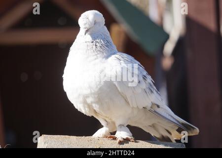 Pace simbolo colombe bianche Foto Stock