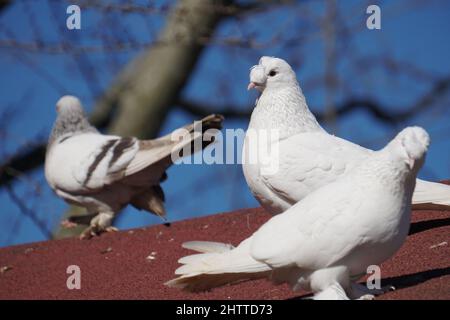 Pace simbolo colombe bianche Foto Stock