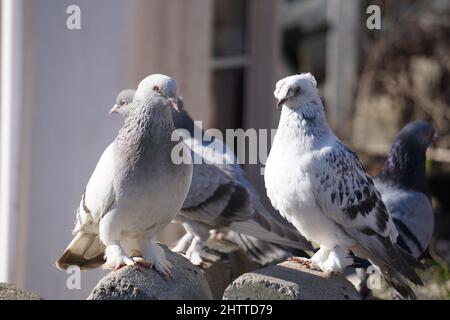 Pace simbolo colombe bianche Foto Stock