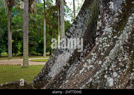 Albero di Kapok, albero di Sumauma o radici di cotone di seta (Ceiba pentandra) Foto Stock