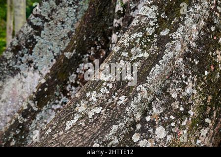 Albero di Kapok, albero di Sumauma o radici di cotone di seta (Ceiba pentandra) Foto Stock