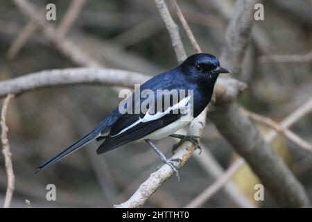 Primo piano di simpatico uccello orientale magpie-robin su ramo albero Foto Stock