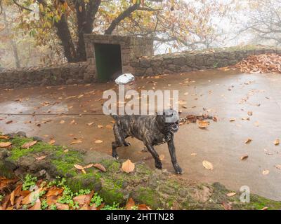 Grande cane guardia ingresso alla grande casa di campagna Foto Stock