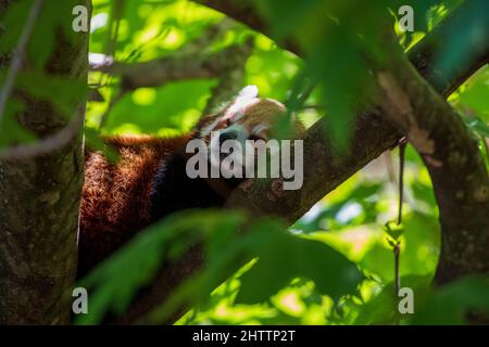 Primo piano di carino panda rosso che dorme sul ramo dell'albero Foto Stock