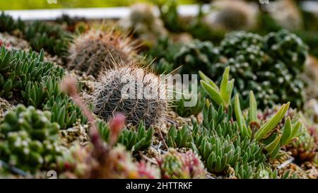 Piccoli cactus, vari tipi di piante di cactus, primo piano Foto Stock