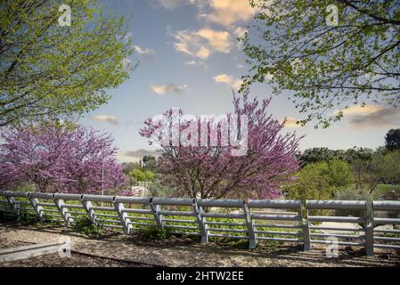 Primo piano di alberi con i loro fiori rosa in un parco a Madrid Foto Stock