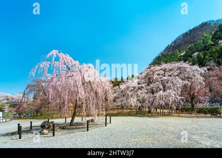 saitama, chichibu - marzo 26 2021: I ciliegi giapponesi shidarezakura piangono ai piedi del Monte Wakamiko nel Tempio buddista Seiunji dedicato a R Foto Stock