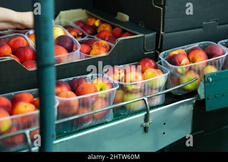 Scatole in plastica con pesche sul trasportatore di una linea di confezionamento automatico della frutta Foto Stock