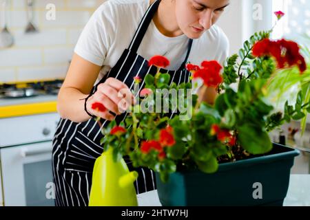 Donna annaffiatura rosso luminoso houseplant in pentola di annaffiatura verde può. Concetto di giardinaggio e comfort domestico Foto Stock
