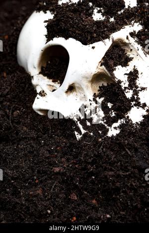 Cranio umano sepolto in suolo scavato. Concetto di Archeologia. Foto Stock