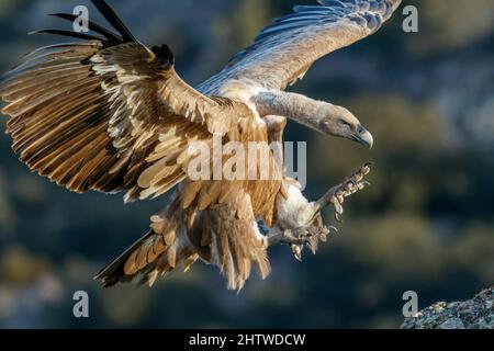 Griffon Vulture, Gyps fulvus, atterraggio Foto Stock