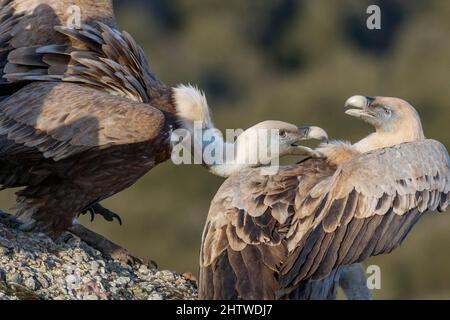 Griffon Vulture, Gyps fulvus, lotta Foto Stock