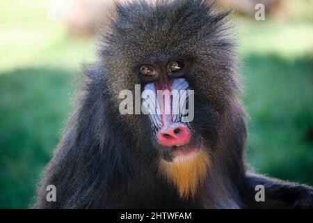 Baby-on allo Zoo di Phoenix Foto Stock