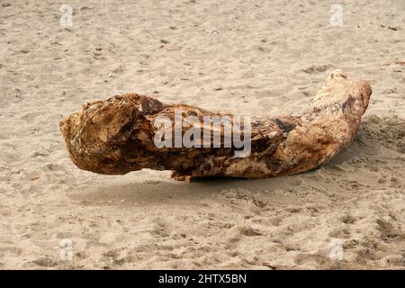 Weathered Driftwood log sdraiato su una spiaggia a Vancouver, BC, Canada Foto Stock