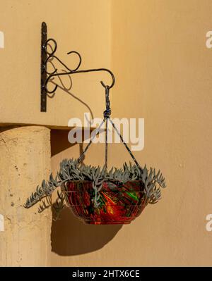 Stringa di banane succulente in una pentola appesa Foto Stock