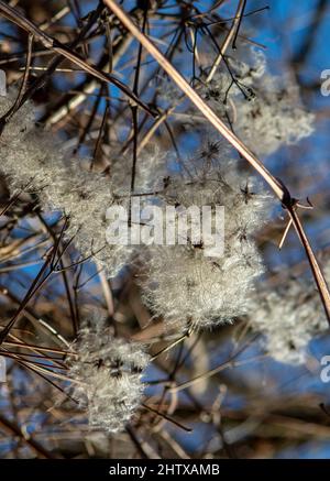 Teste di seme con appendici setose di clematis vitalba in inverno. La pianta è anche conosciuta come la barba dell'uomo anziano o la gioia del viaggiatore. Foto Stock