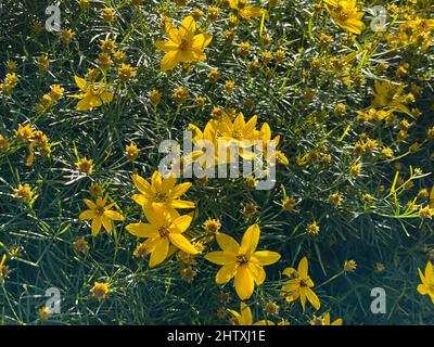 Campo con Coreopsis verticillata fiori in estate Foto Stock