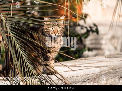 Gatto seduto sotto rami di palma nel Giardino d'Estate. Gatto tabby, gattino marrone, bianco e nero, ritratto domestico di gatto sotto la palma. Spazio di copia Foto Stock