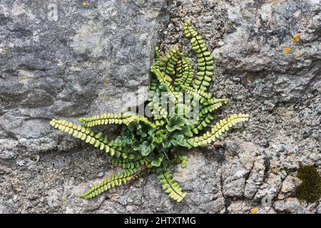 Maidenhair spleenwort (Asplenium trichomanes) su un muro, Tenby, Galles, Gran Bretagna Foto Stock