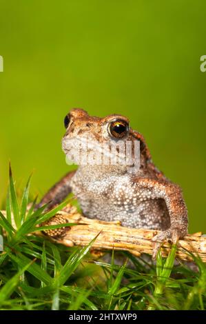 Comune toad (Bufo bufo) su muschio, giovanile, Baden-Wuerttemberg Foto Stock