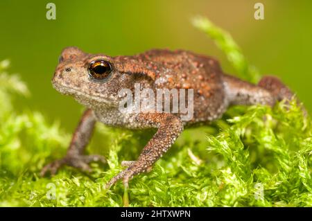 Comune toad (Bufo bufo) su muschio, giovanile, Baden-Wuerttemberg Foto Stock