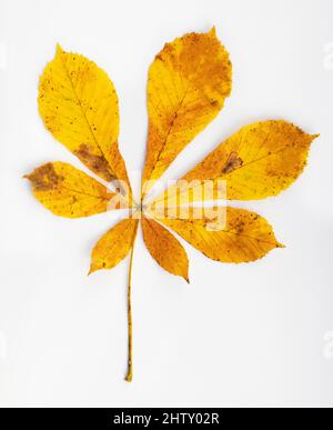 Foglia di castagno colorata in autunno (Castanea), sfondo bianco, scatto studio Foto Stock