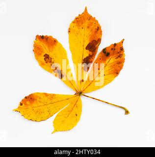 Foglia di castagno colorata in autunno (Castanea), sfondo bianco, scatto studio Foto Stock