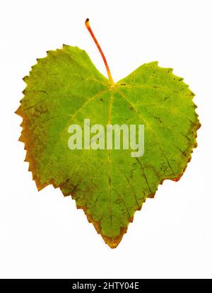 Foglia di vite autunnale, vinifera, sfondo bianco, scatto studio Foto Stock