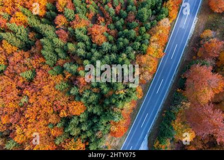 Immagine del drone, foresta autunnale lungo la strada principale di Weissenbachtal, Salzkammergut, Austria superiore, Austria Foto Stock