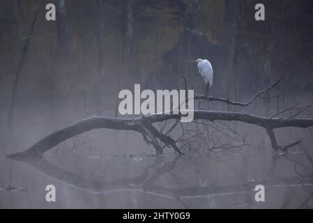 Grande egret (Casmerodius albus), riposante su un ramo, nebbia mattutina, depressione di montagna, Bottrop, zona della Ruhr, Renania settentrionale-Vestfalia, Germania Foto Stock