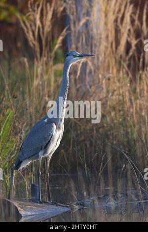 Airone grigio (Ardea cinerea), attento, zona di cedimento minerario, Bottrop, zona della Ruhr, Renania settentrionale-Vestfalia, Germania Foto Stock