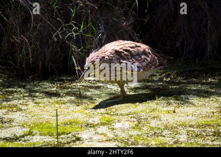 Giovane Nankeen Night heron Nycticorax caledinicus, è fortemente macchiato e striato grigio-marrone con una becco grigio-nero con bordi taglienti giallognoli. Foto Stock