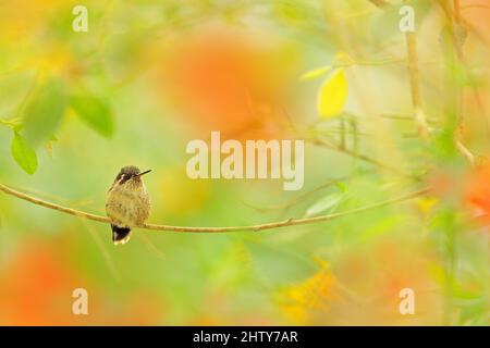 Tropic fauna selvatica, uccello in fiore giallo Hummingbird bere nettare da fiore rosa. Palcoscenico di palcoscenico con il colibrì. Uccello della Colombia tropi Foto Stock