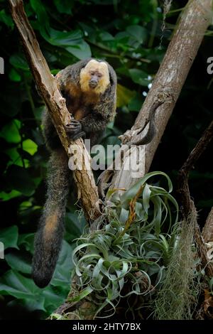 Saki di fronte bianca, Pitecia pitecia, ritratto di dettaglio di scimmia nera scura con faccia bianca, animale nell'habitat naturale in Brasile. Saki seduto sul Foto Stock