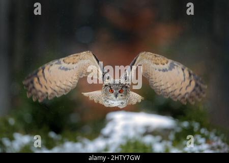 Aquila gufo atterrando su un ceppo di alberi innevati nella foresta. Gufo di aquila volante con ali aperte in habitat con alberi. Scena invernale d'azione dalla natura. Foto Stock