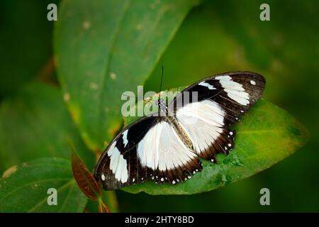 Papilio dordanus, farfalla africana di coda di rondine, seduta sul verde fiore lasciare. Insetto nella foresta tropicale scura, habitat naturale. Scena della fauna selvatica Foto Stock